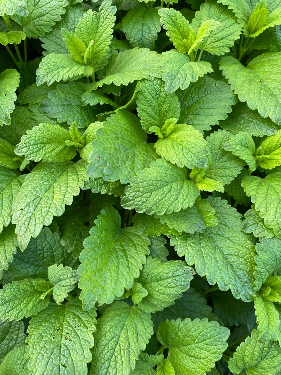 Lemon balm leaves