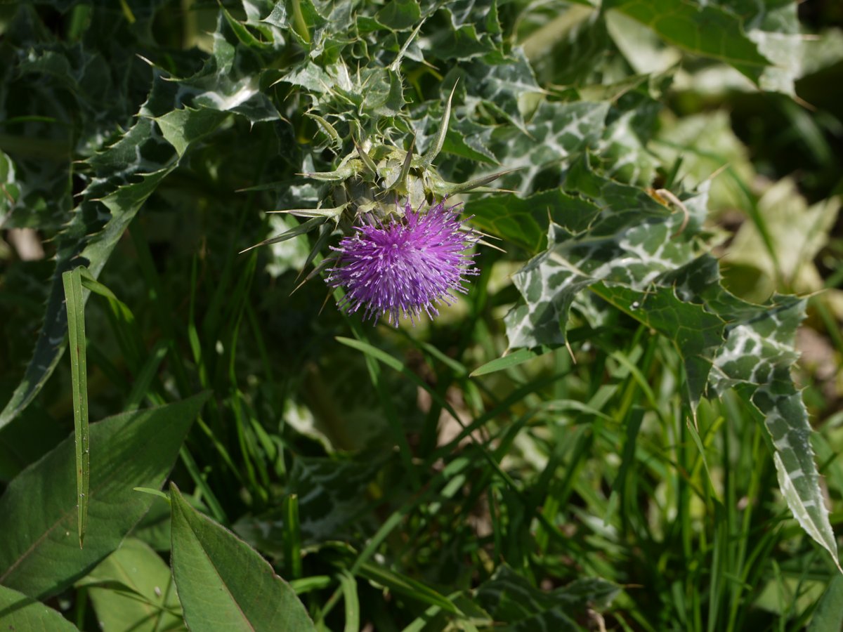 Milk thistle flower (Photo: Dinesh Valke / Wikimedia Commons)